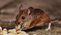 24 Hour & Emergency Exterminators in Trappe, MD